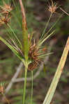 Tall horned beaksedge